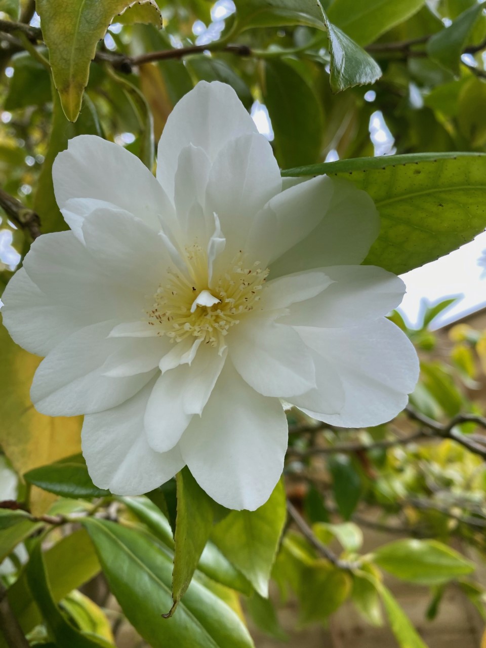 C. japonica 'Silver Anniversary' AGM